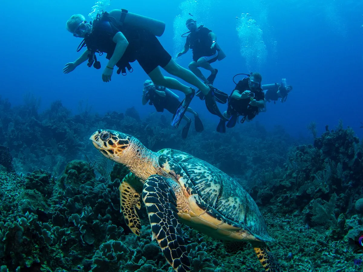 Diving Trips